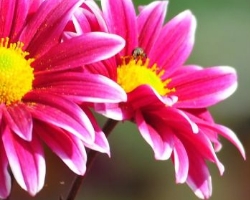 WHAT DOES IT MEAN TO DREAM OF RECEIVING FLOWERS WHAT DOES IT MEAN TO DREAM OF RECEIVING FLOWERS